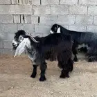 معزا للبيع