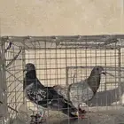 زوج حمام زاجل شرط.