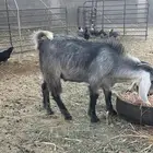 تيس فل شحم عمره خمس شهور