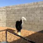 رخل نجديه العمر 7 الى 8 شهور