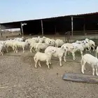 خرفان حري