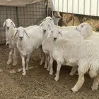 رخال حريه صنف
