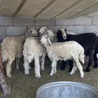 رخال وطليان
