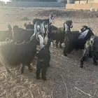 جفار وتيوس عارضين للبيع