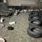 ارانب للبيع