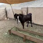 للبيع فحل صنف هولندي مشروط