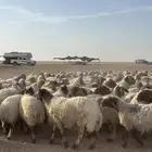 غنم نعيمي مراح واحد