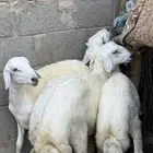 ذبائح خرفان حريات