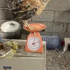 ديوك بلدي فواتح