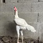 ديك سندي