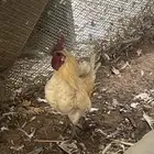دجاج عربي قزم