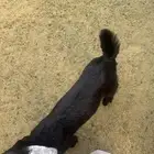 تيس عارضي للبيع
