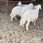 هرافى خرفان حري