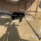رخل نجدية ذبيحة