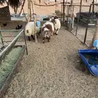 طليان نعيم