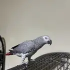 كاسكو للبيع