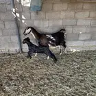 متبع عليها تيس