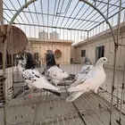 فرايد حمام باكستاني