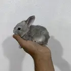 ارانب نذرلاند الهولندية القزمية