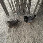 جوز بط صيني ابو طوق القزمي