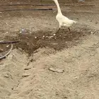 للبيع ذكر بلغاري وانثى عراقي