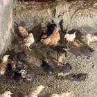 صوص للبيع العمر من أسبوع إلى شهر العدد مفتوح