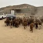 طليان سواكن حمري