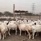 رخال رفيدي بلدي