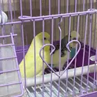 طيور بادجي للبيع بالقفص