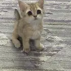 كيتن سكواتش