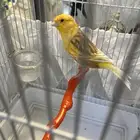 ذكر كناري اوربي