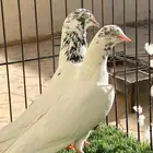 جوز جونسرا مستوى TOP