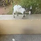 تيس قزمي العمر شهرين