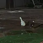 بط نوع بح على