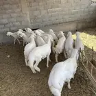 غنم للبيع حريات عدد 17 وفيها 1 نجدي عدد الرخال 6