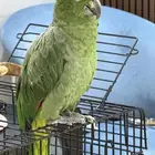 ببغاء امزوني