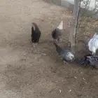 دجاج فيومي بياض