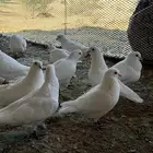 حمام فرنسي سوبر جامبو