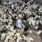 صوص رومي وبلدي وفيومي