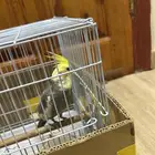 ببغاء كروان