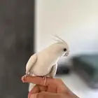 كروان البينو