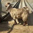 جفره جذعه دافع