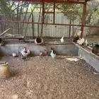 الخرج. العفجه