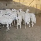 تم البيع عسالله يرزق رعيها عدد شعرها