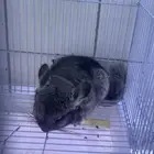 شانشيلا أليفه