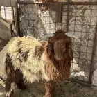 للبيع طلي يضحي