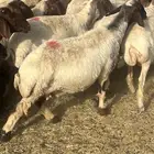غنم نعيم دفيع