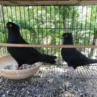 ايراني عبداني وقلاب كوره وصنعاني اسود