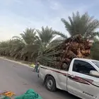 نخل مثمر طالع من القصيم للغربيه الطايف مكه جده