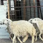 رخال حريات حرش